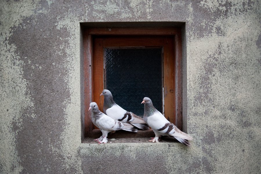 Toros's Pigeons